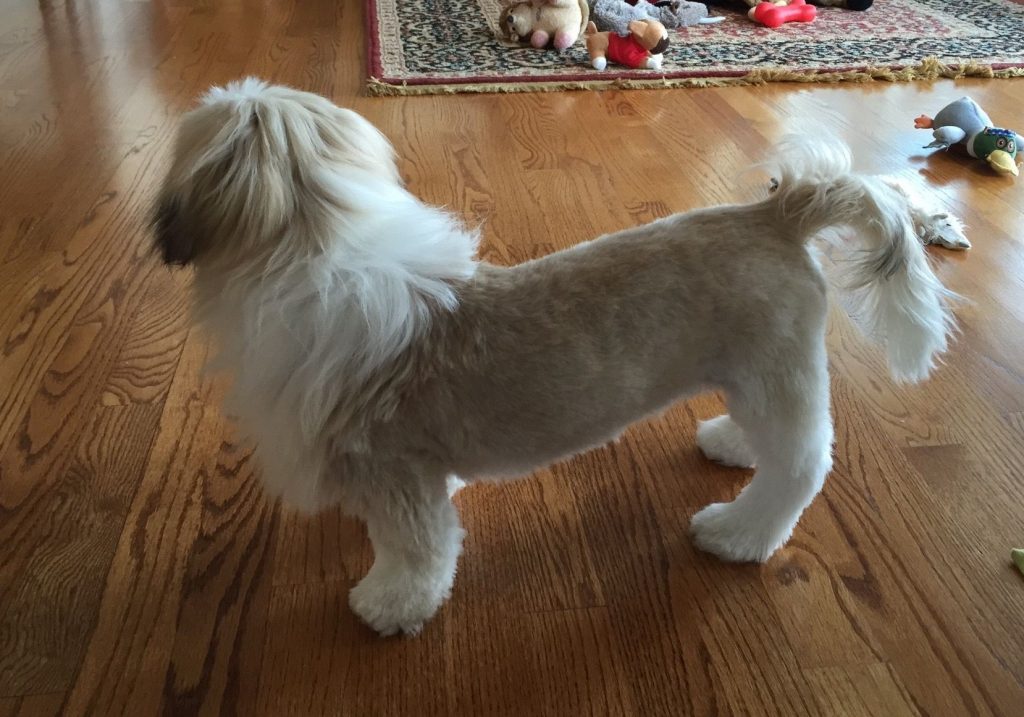 Cutest Lion Cut Dog Photos on the Internet!