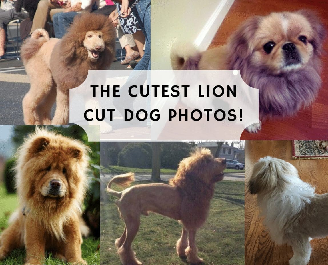 Chow Chow Lion Cut