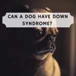 Can A Dog Have Down Syndrome?