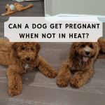 Can a dog get pregnant when not in heat?