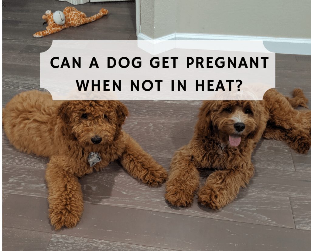 what do i do when my female dog is in heat