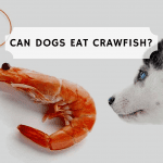 Can dogs eat crawfish?