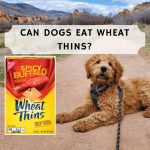 Can dogs eat wheat crackers?
