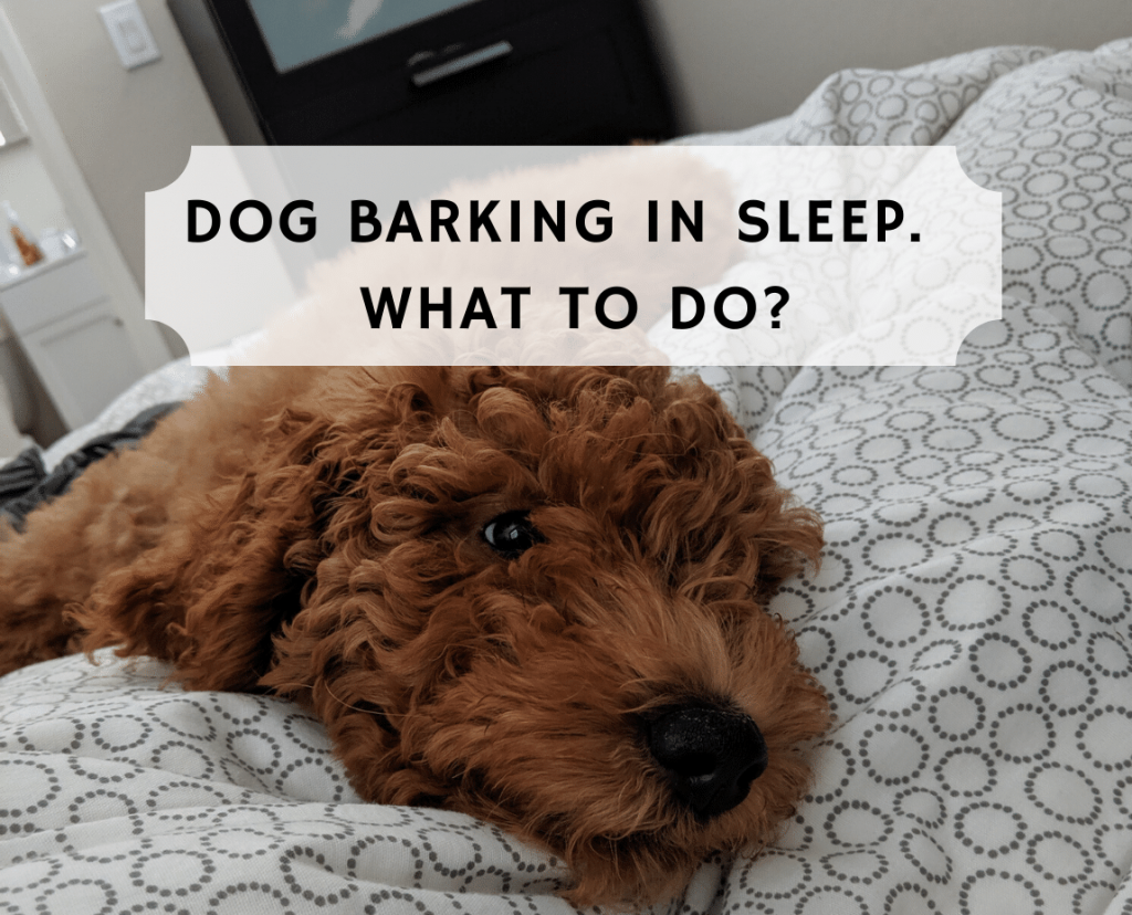 Dog Barking in Sleep. What does this mean?