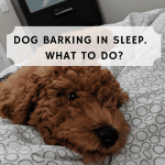 Dog-barking-in-sleep