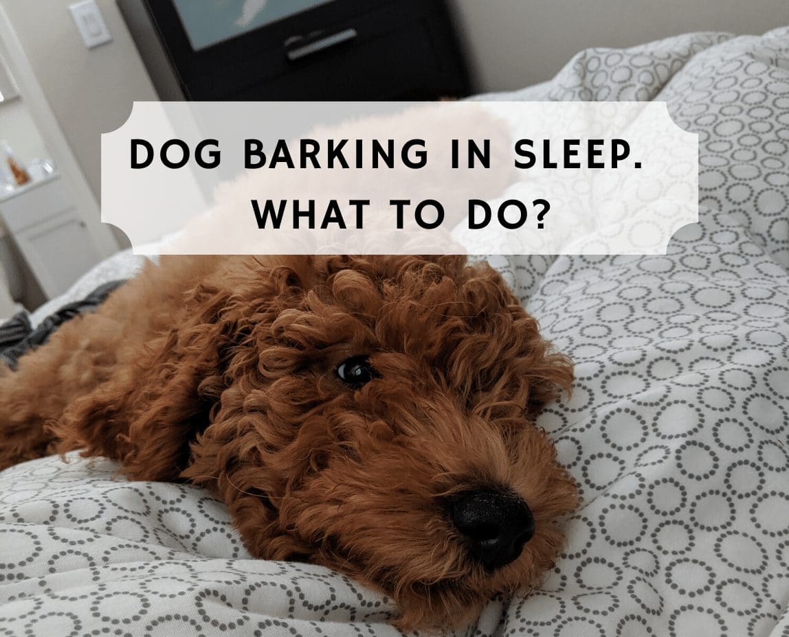 Dog Barking In Sleep What Does This Mean We Love Doodles