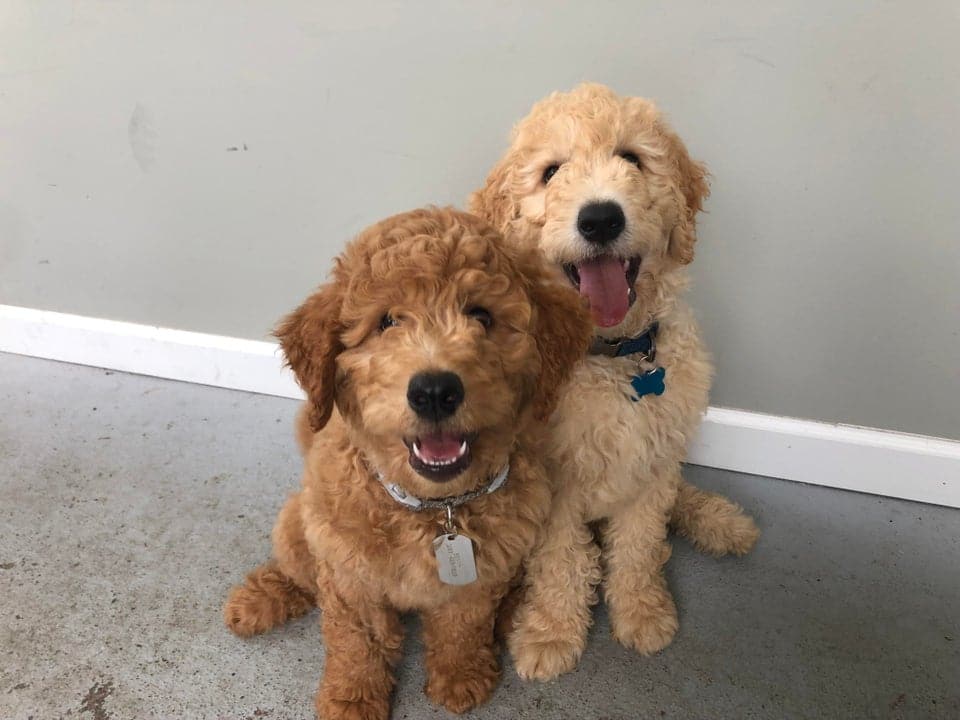 golden doodle dog