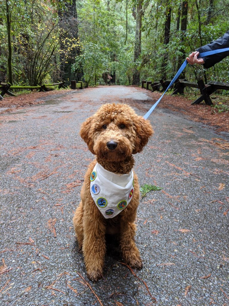 labradoodle allergy