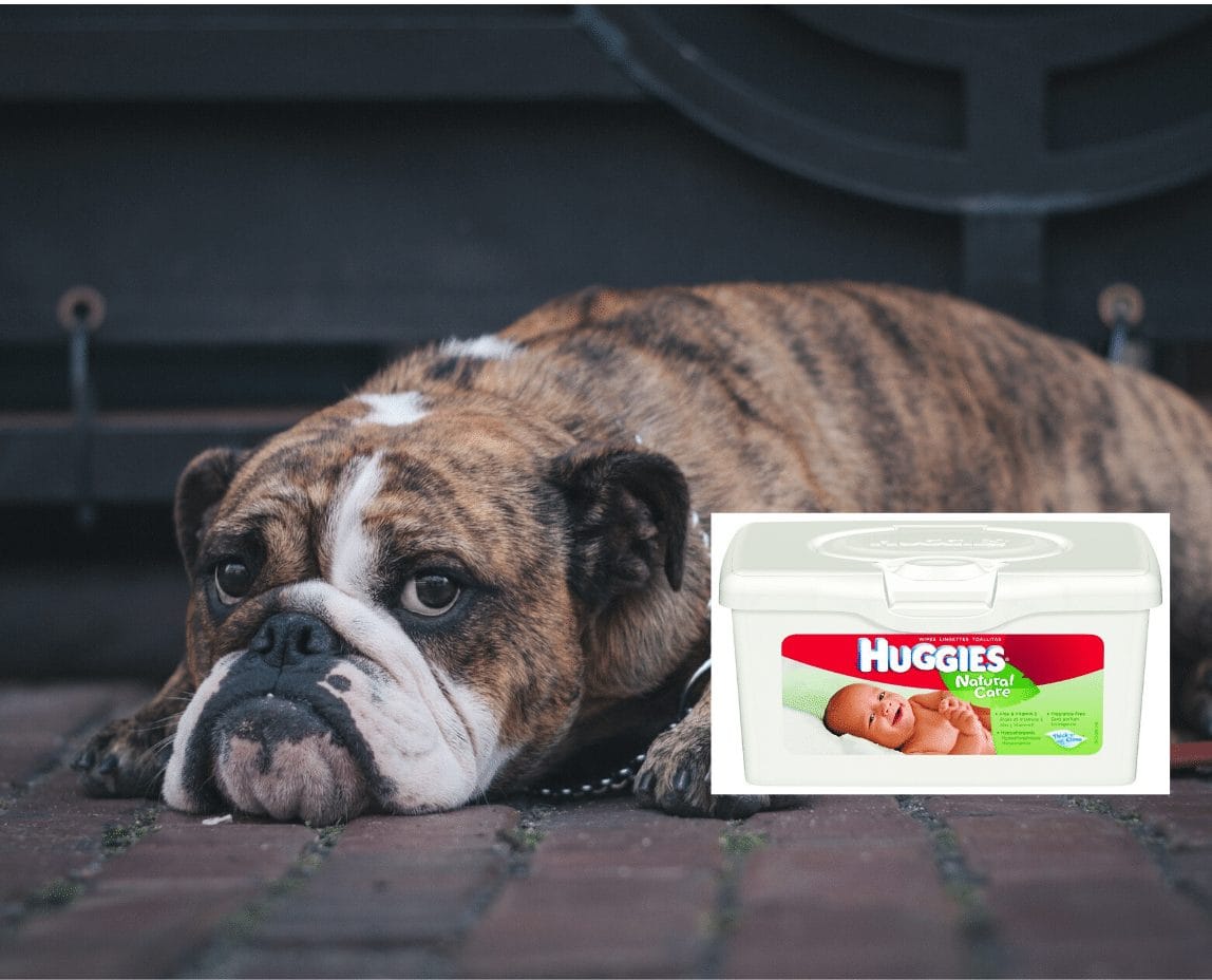 My dog ate a baby wipe. What should I do? We Love Doodles