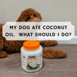 My dog ate coconut oil