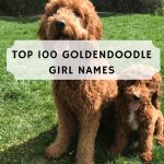 Top 100 Goldendoodle Girl Names