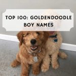 Top 100 Goldendoodle boy names
