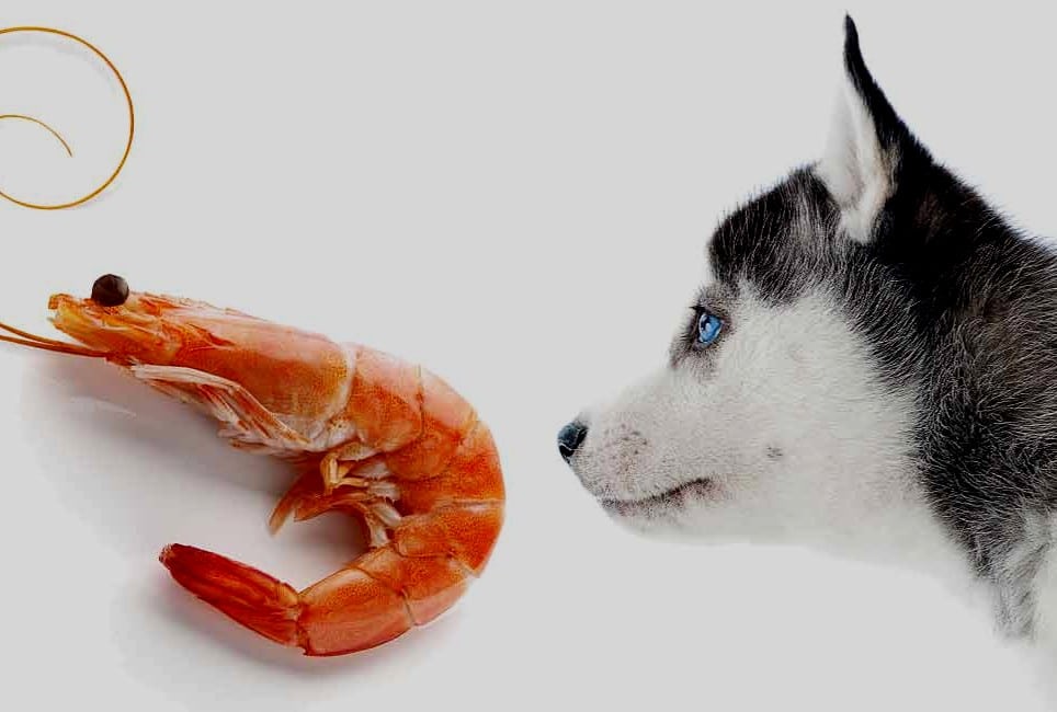 what if a dog eats a shrimp tail