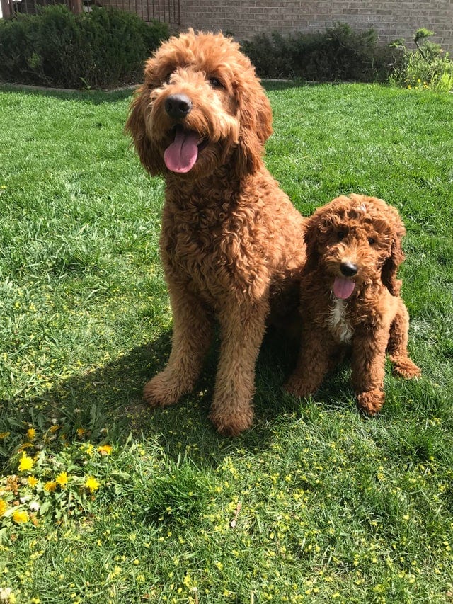 golden doodle dog