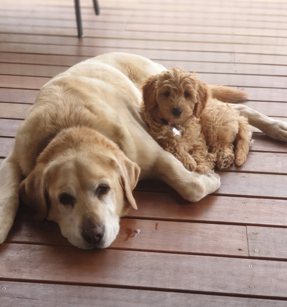 wavy mini goldendoodle