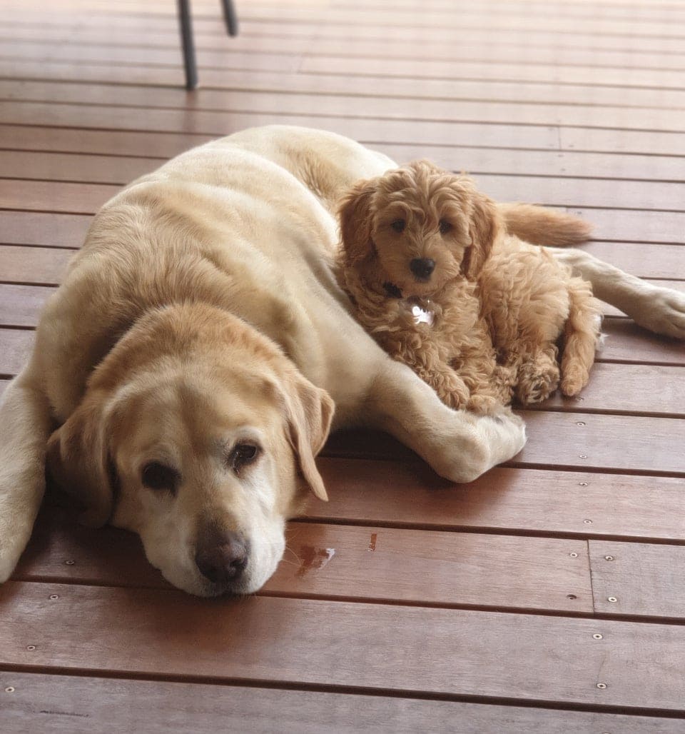 Straight Hair Goldendoodle Guide Story - We Love Doodles Straight Hair Goldendoodle Guide Story - We Love Doodles