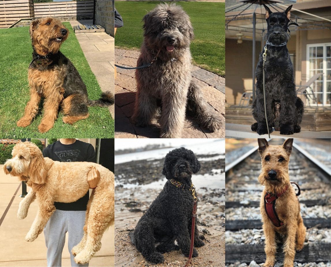 Top 10 Big Dogs that Don't Shed! (2024) We Love Doodles