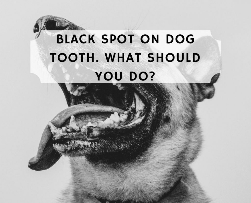 do pitbulls have black gums