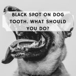 black spot on dog tooth. Dog Cavity.