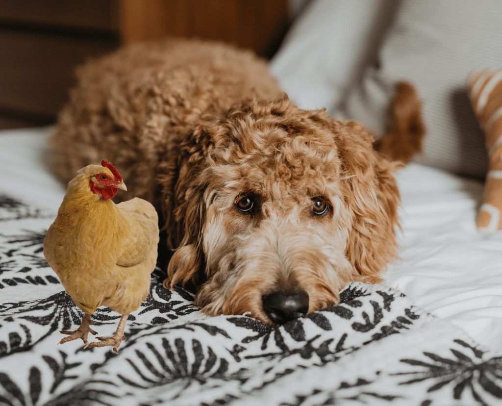 wholesome essentials puppy food