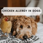 chicken allergy in dogs