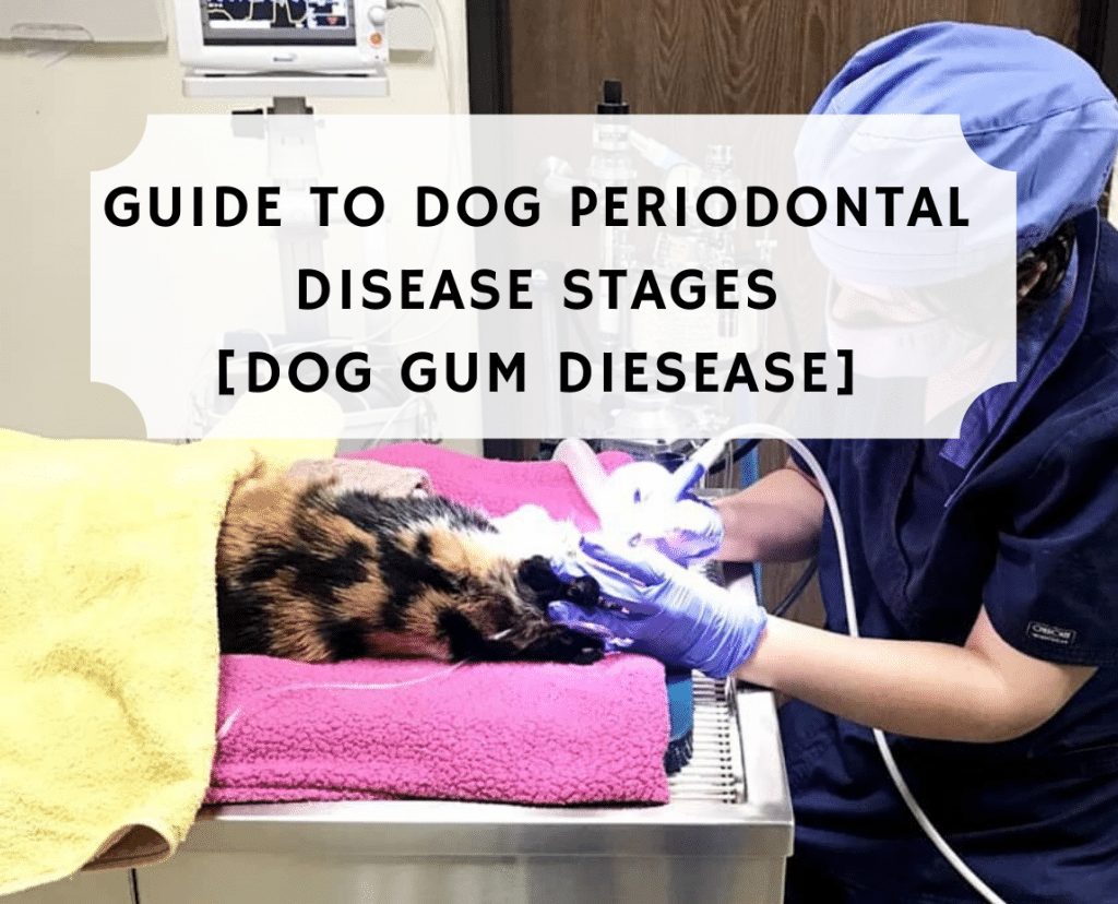 is periodontal disease contagious in dogs