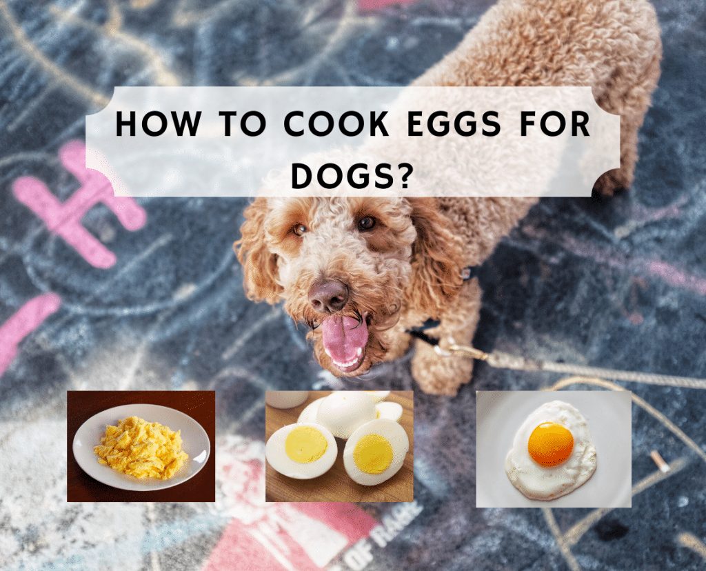 Can Dogs Eat Scrambled Egg