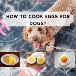 How to cook eggs for dogs?