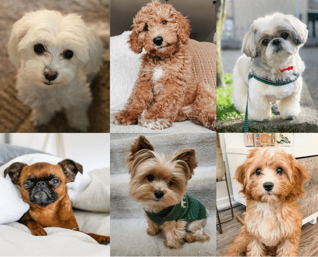 best hypoallergenic small dog breeds