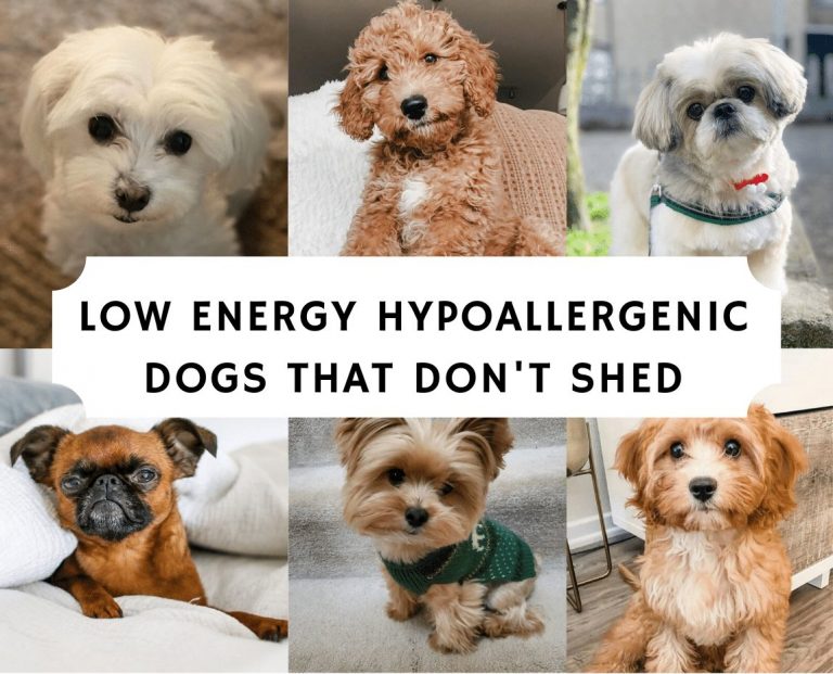 Low Energy Hypoallergenic Dogs That Don't Shed