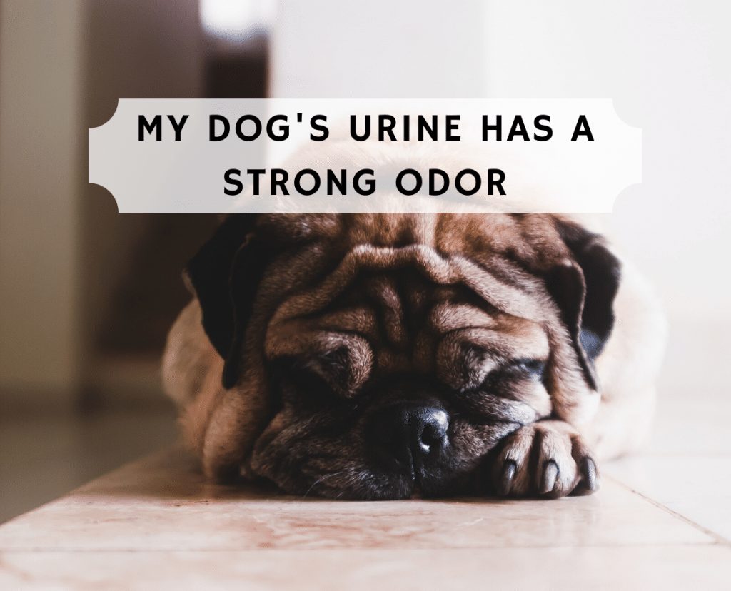 My Dog S Urine Has A Strong Odor What Does This Mean We Love Doodles