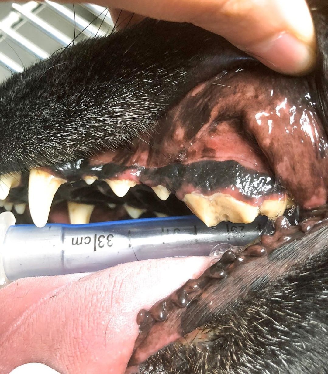 Black Spot On Dog Tooth Dog Cavity What Should I Do We Love Doodles