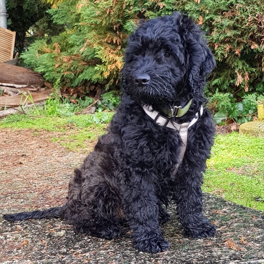 black goldendoodle picture