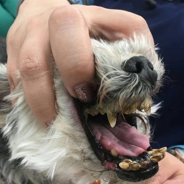 Black Spot on Dog Tooth (Dog Cavity). What Should I do? (2024) We Love Doodles