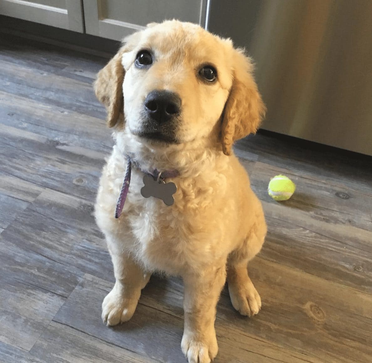 straight coat golden doodle