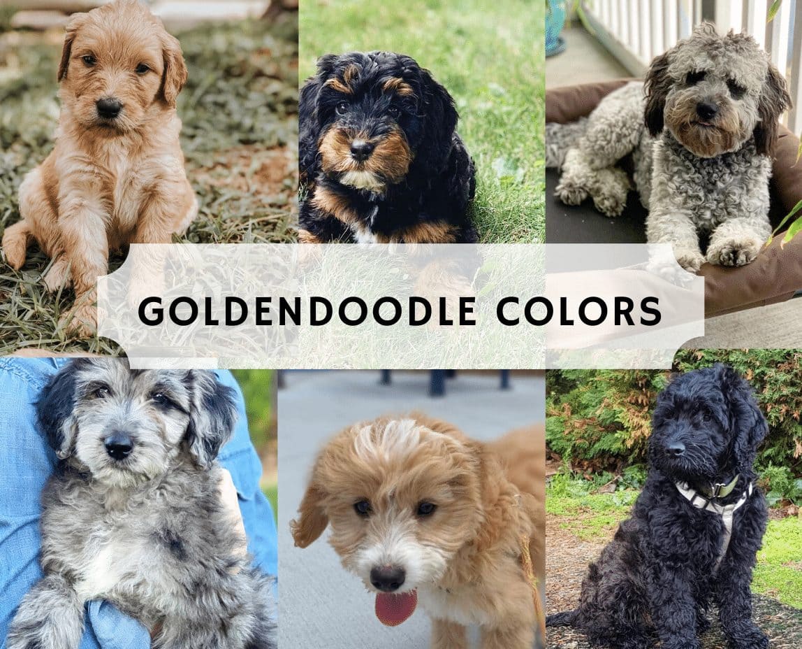 spotted goldendoodle