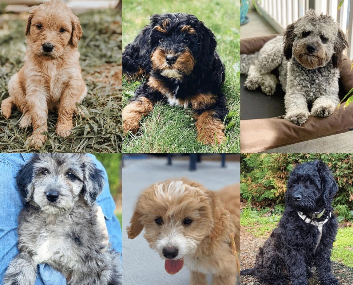 goldendoodle coat types