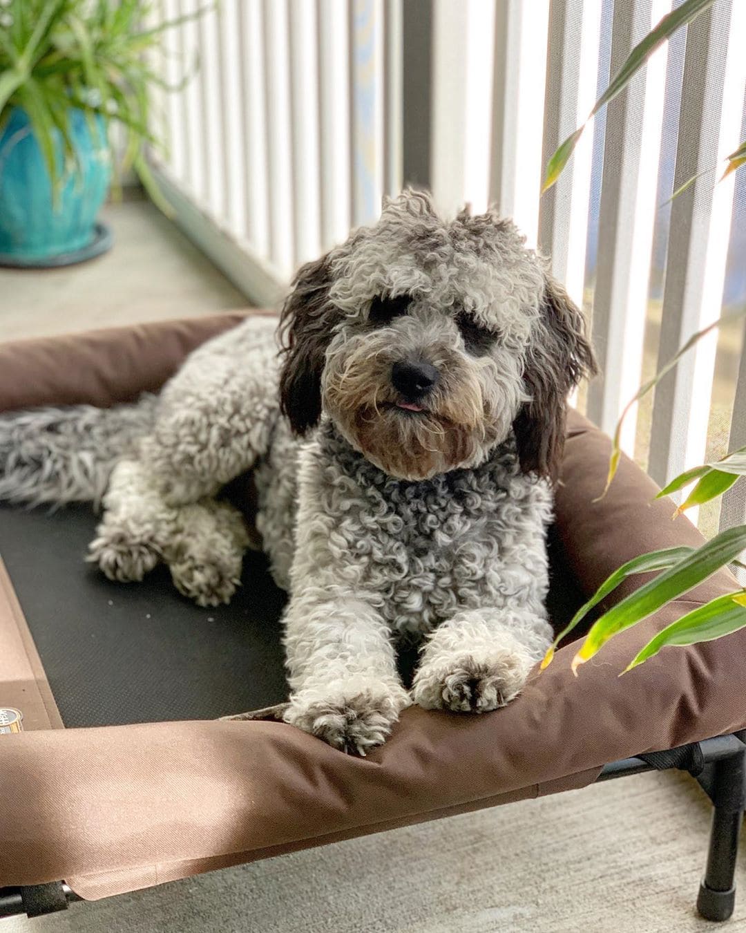 grey goldendoodle puppy