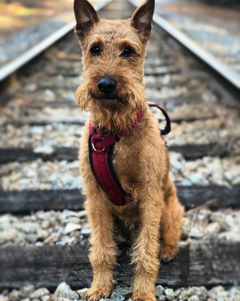 Top 10 Big Dogs that Don't Shed! (2024) We Love Doodles