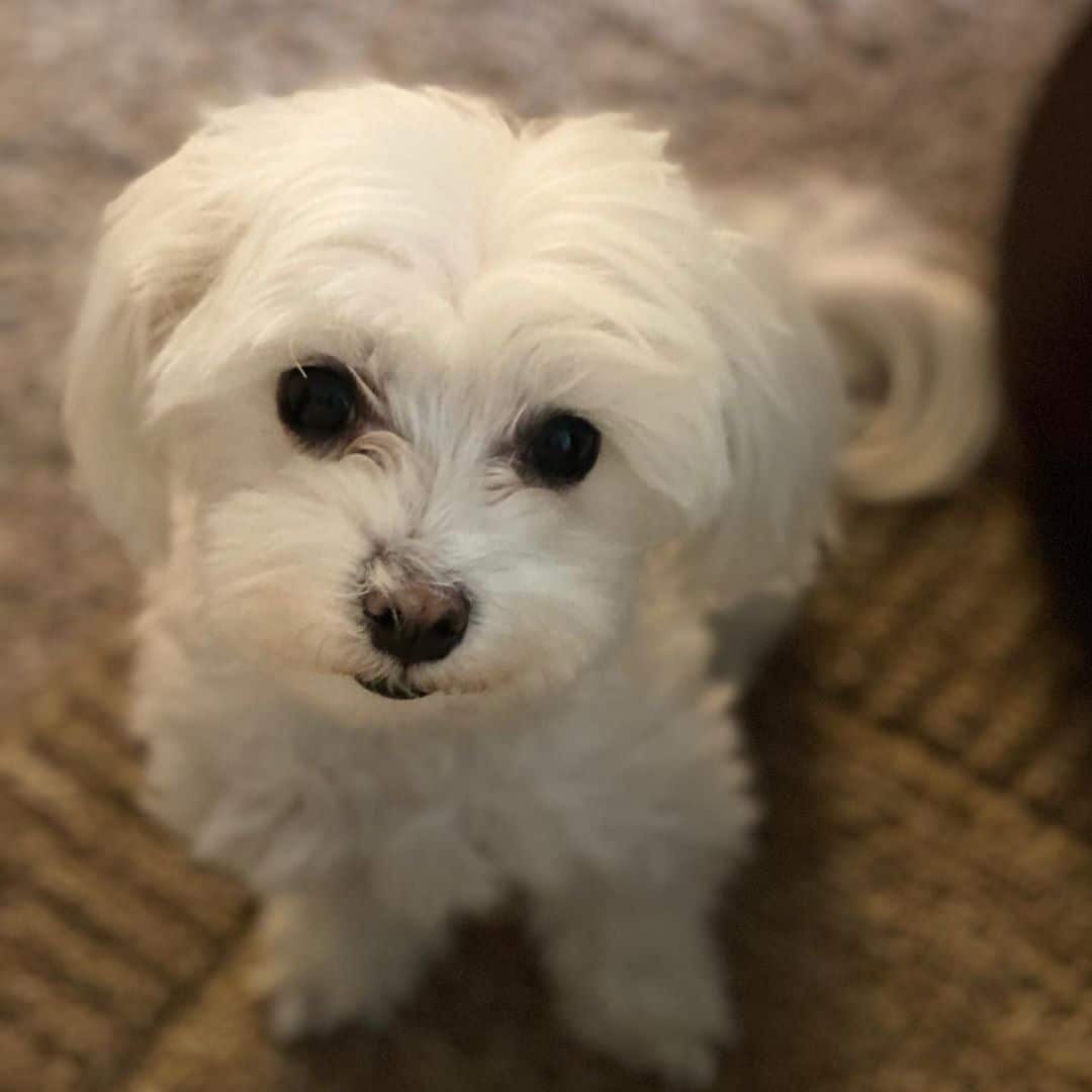 maltese hypoallergenic