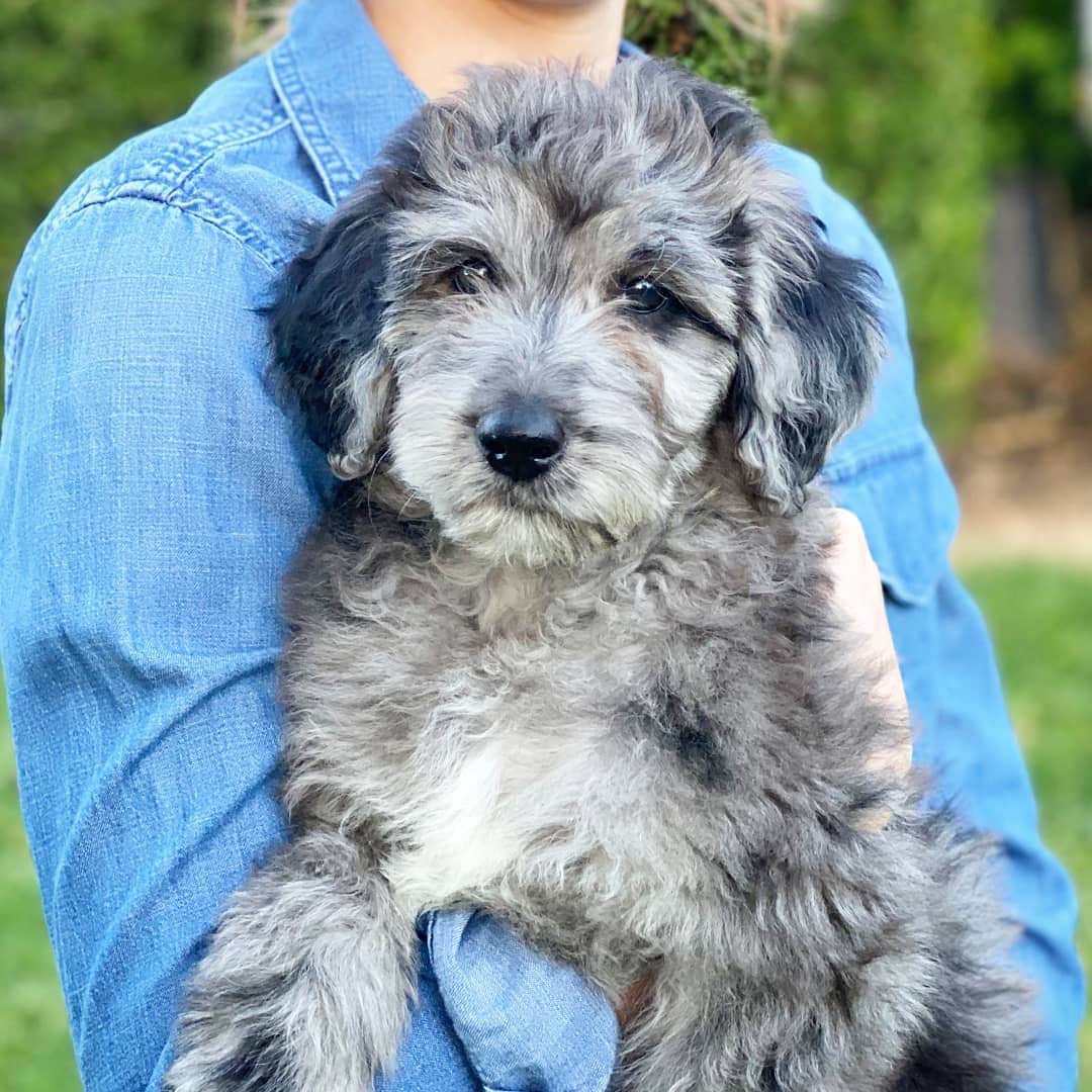 grey goldendoodle puppy