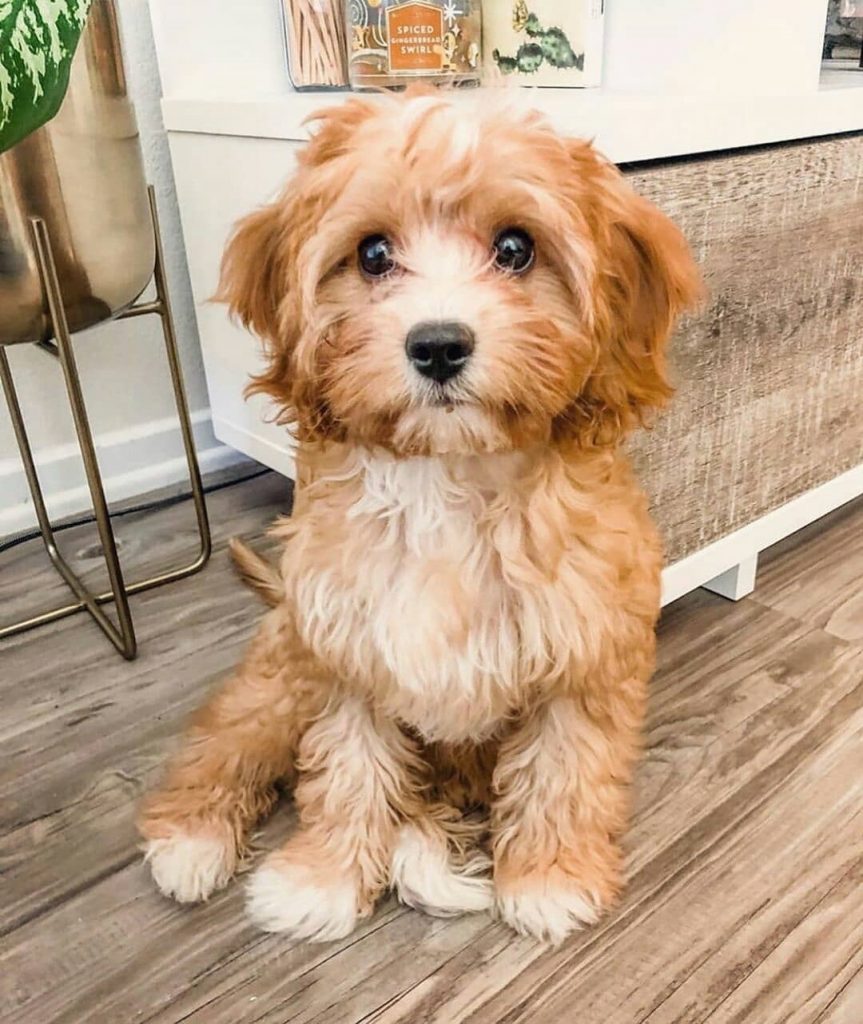 Top 7 Low Energy Hypoallergenic Dogs That Don't Shed! (2024) - We Love