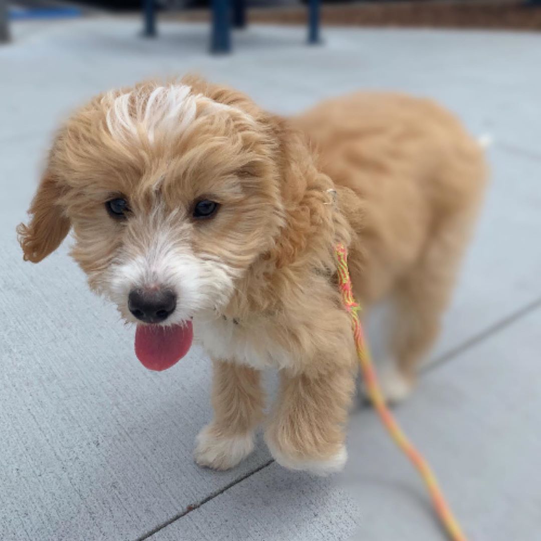 apricot and white goldendoodle