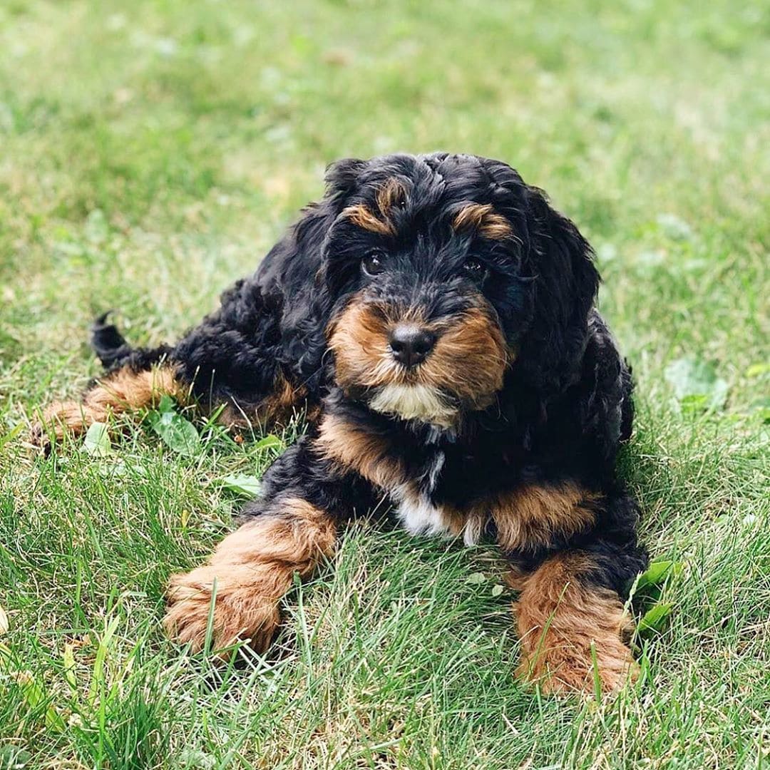 standard black goldendoodle