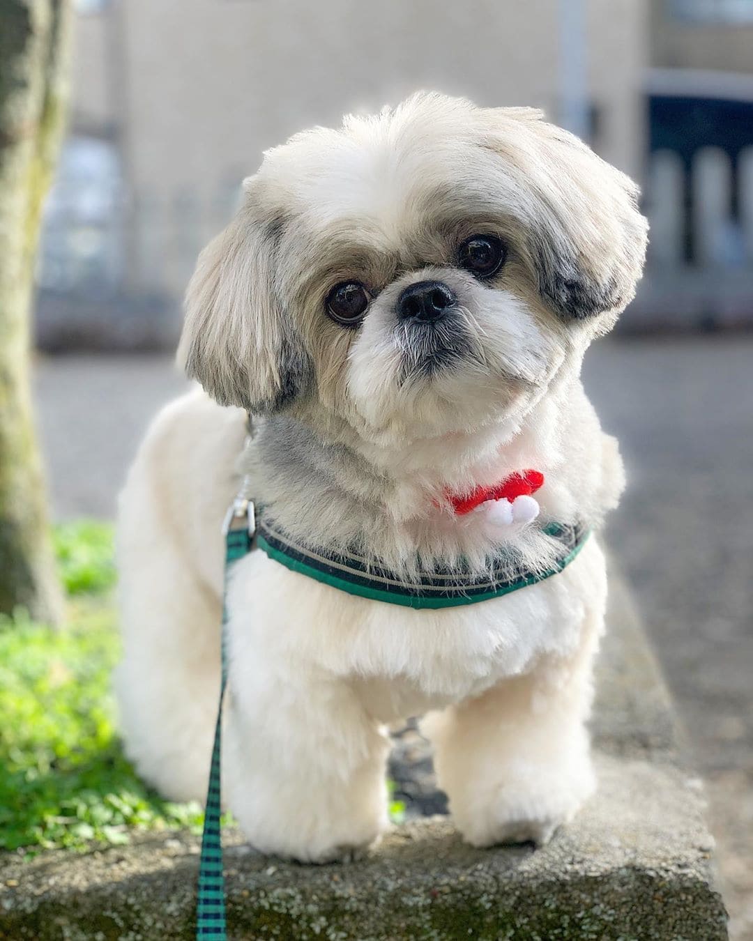 shih tzu hypoallergenic