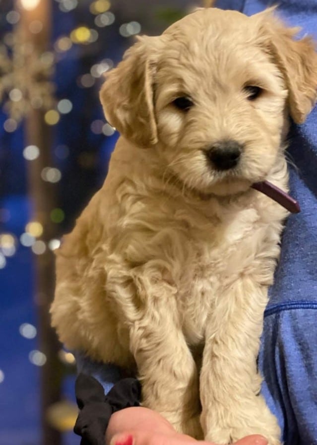 curly goldendoodle puppy