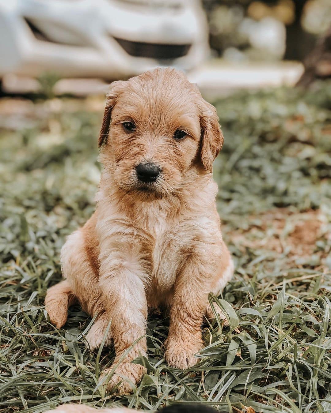 Brauner Goldendoodle Bild