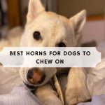 Best Horns for dogs to chew on