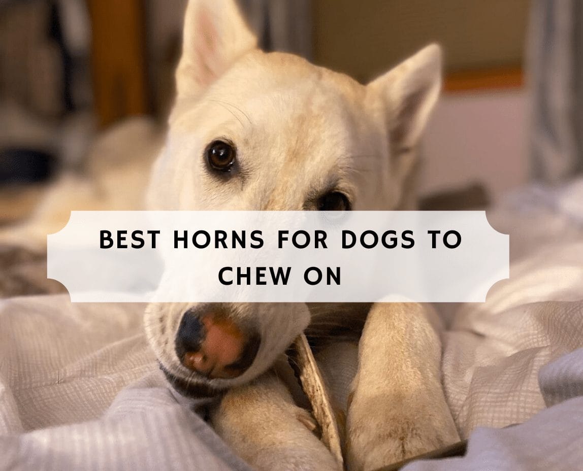 sheep horn for dogs