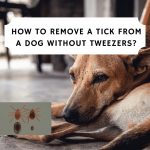 How to Remove a Tick from a Dog Without Tweezers